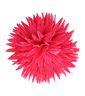 Duckklem Bloem Aster 12cm Fuchsia Roze