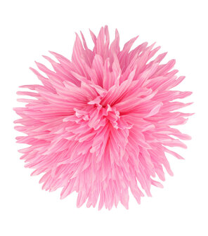 Duckklem Bloem Aster 12cm Licht Roze