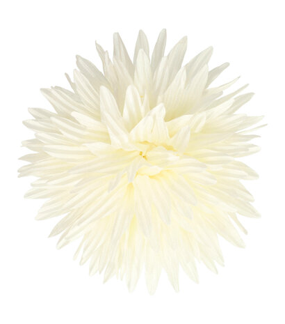 Duckklem Bloem Aster 12cm Creme