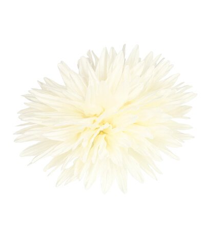 Duckklem Bloem Aster 12cm Creme