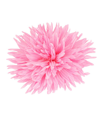 Duckklem Bloem Aster 12cm Licht Roze